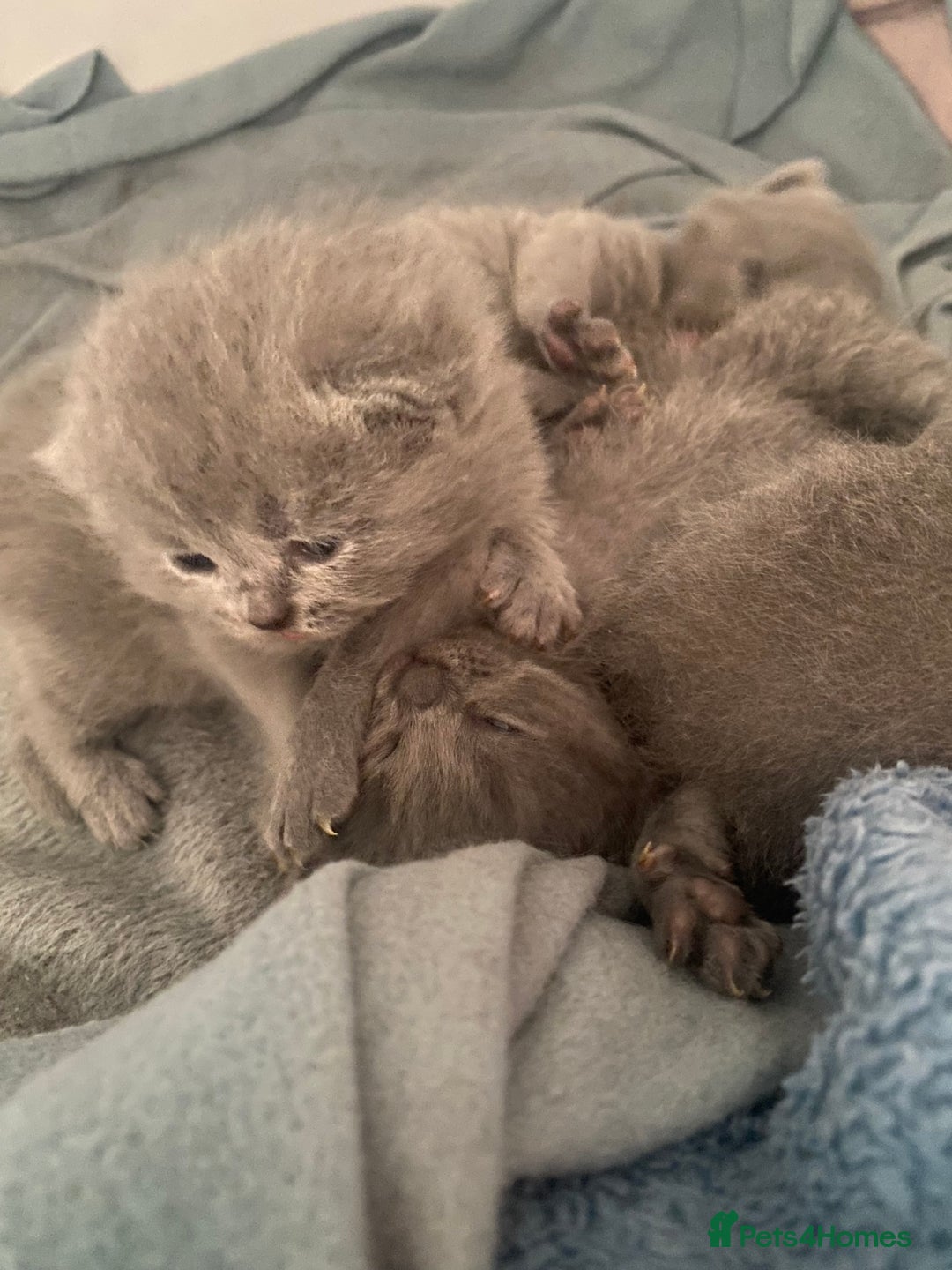 British Shorthair cats for sale: Beautiful litter of baby blues ready  - Image 6