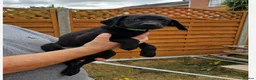 Labrador Retriever dogs for sale: Amazing Labrador Puppies for sale - Advert 25