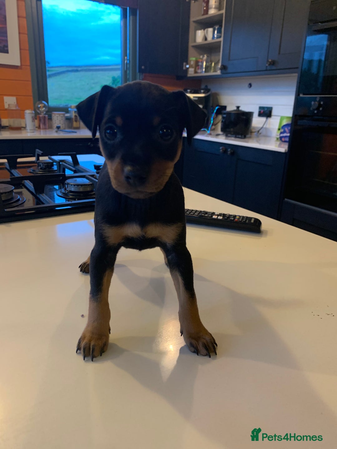 Mixed Breed dogs for sale: miniature pincher / mini jack  - Image 14