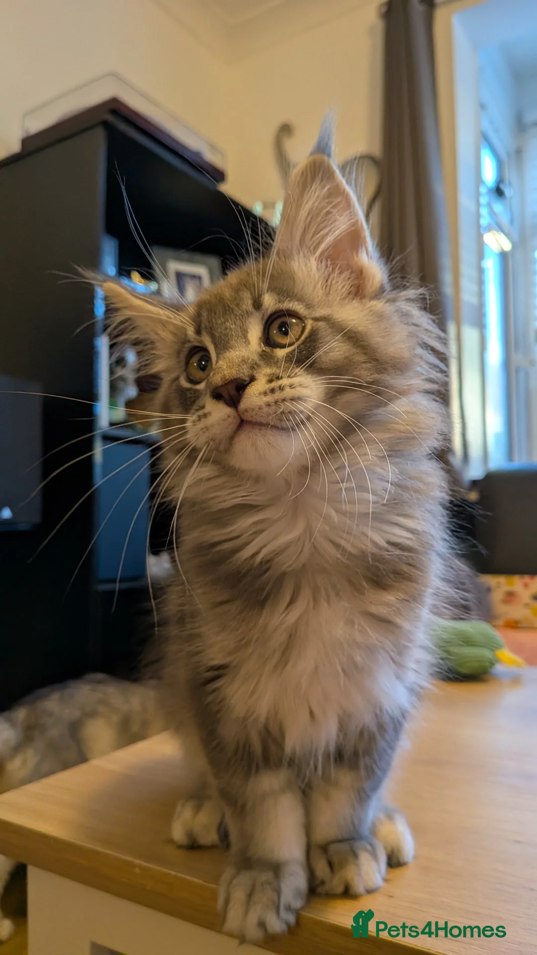 Maine Coon cats for sale: 🏅GCCF🏅 pure maine coon kittens  - Advert 16