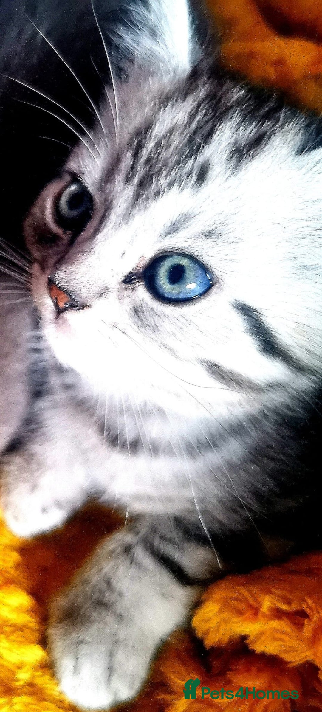 British Shorthair cats for sale: ❤️Gorgeous Scottish Fold/Straight kittens❤️ - Image 18