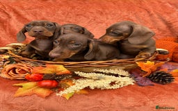 Miniature Dachshund dogs for sale: Miniature dachshund puppies  - Image 8