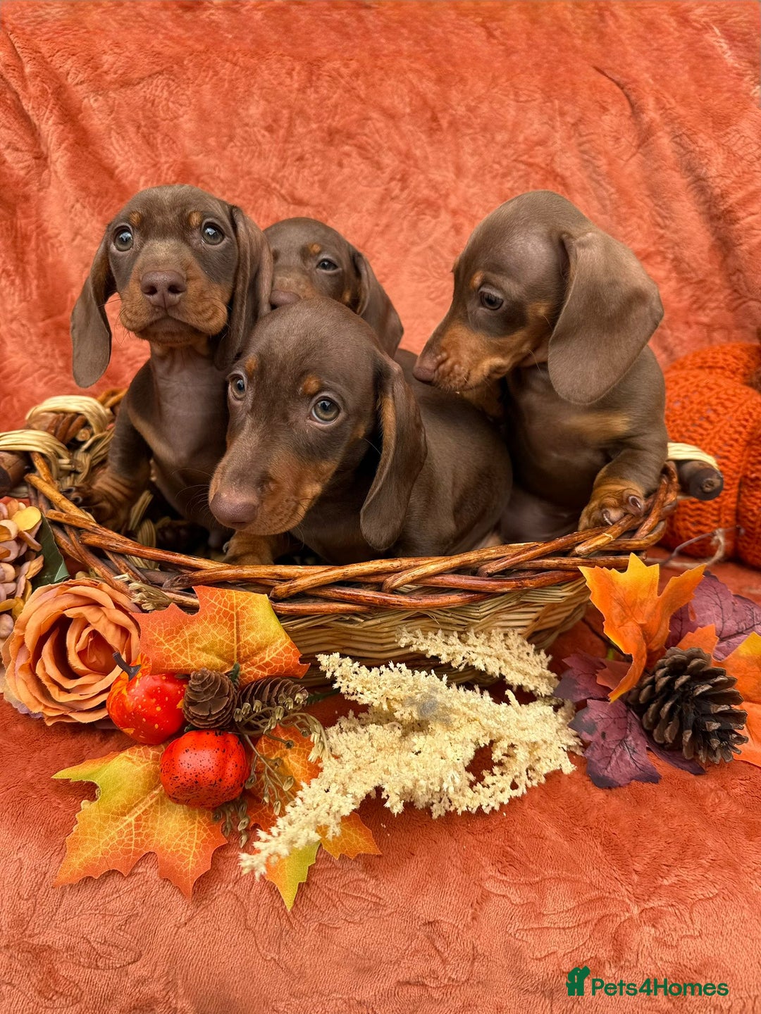 Miniature Dachshund dogs for sale: Miniature dachshund puppies  - Image 8
