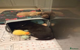 Labrador Retriever dogs for sale: 8 gorgeous chocolate/yellow girl & boy lab pups  - Image 16