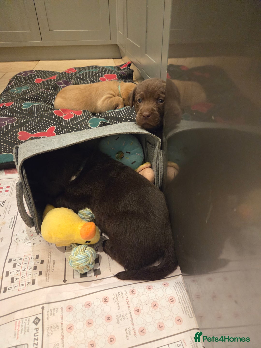 Labrador Retriever dogs for sale: 8 gorgeous chocolate/yellow girl & boy lab pups  - Image 16