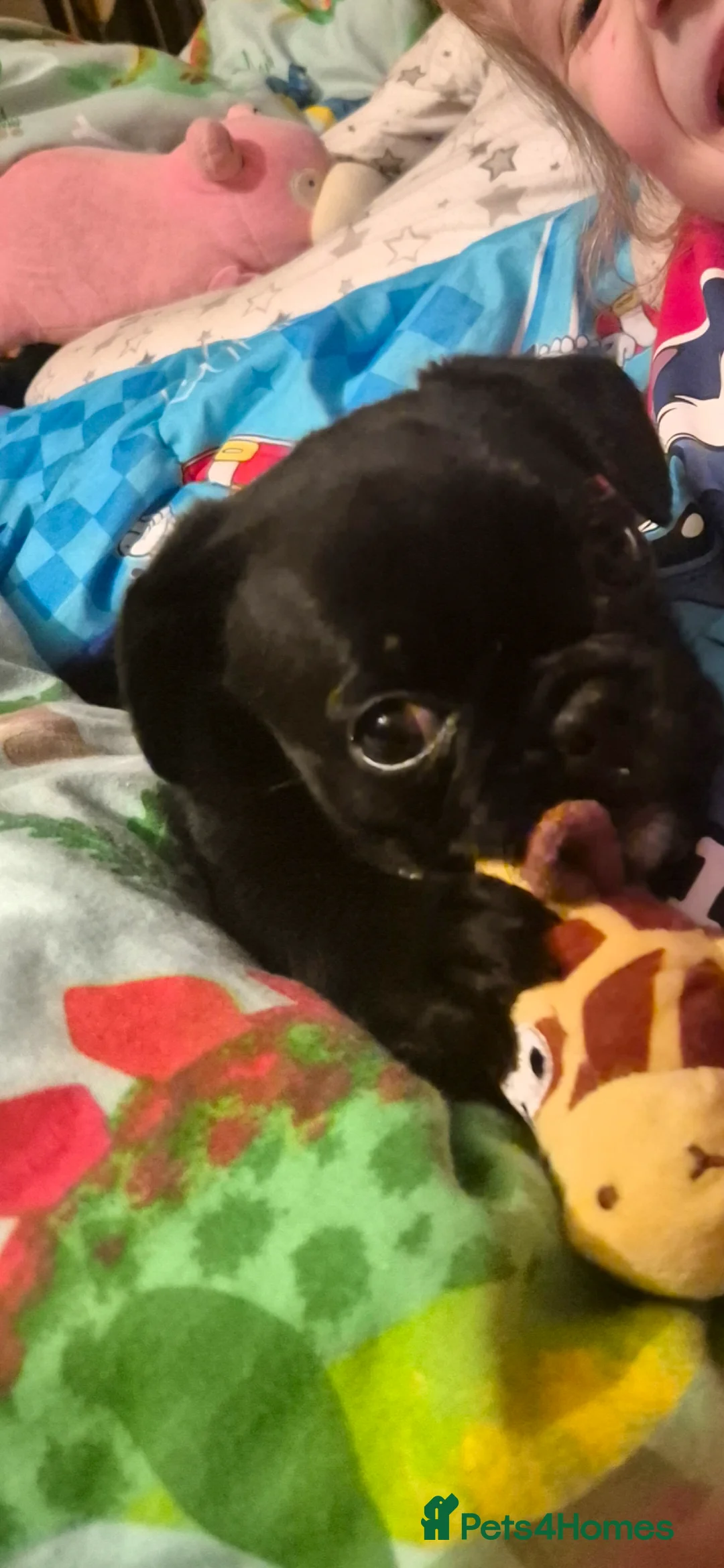 Frug dogs for sale: 4 month old male frug in Lincoln - Advert 3