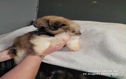 Lhasa Apso dogs for sale: Beautiful lhasa apso  - Image 9