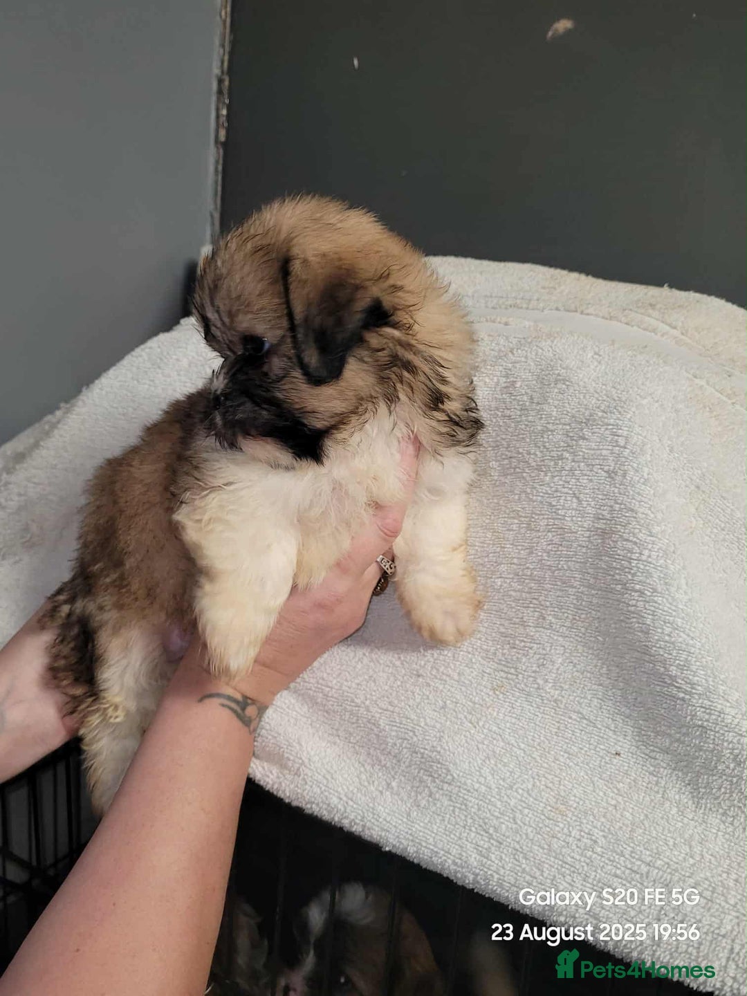 Lhasa Apso dogs for sale: Beautiful lhasa apso  - Image 9