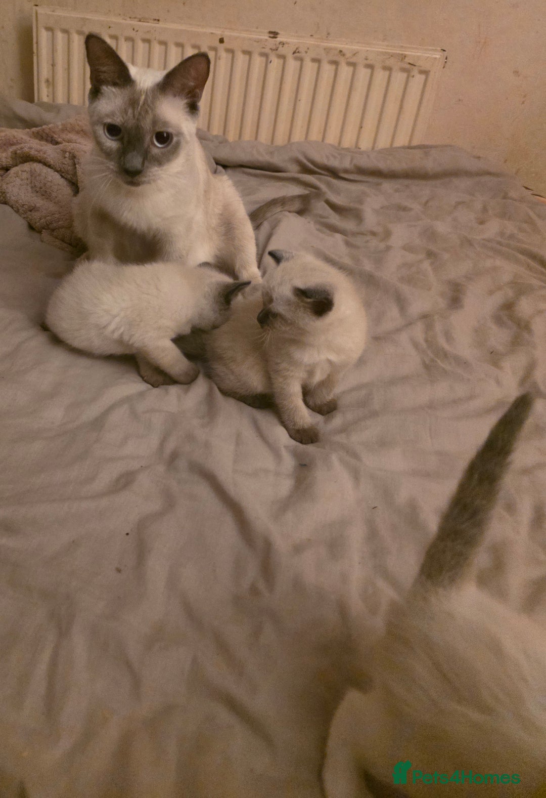 Siamese cats for sale: Mr paws miss fluffy and miss stripes  - Advert 2