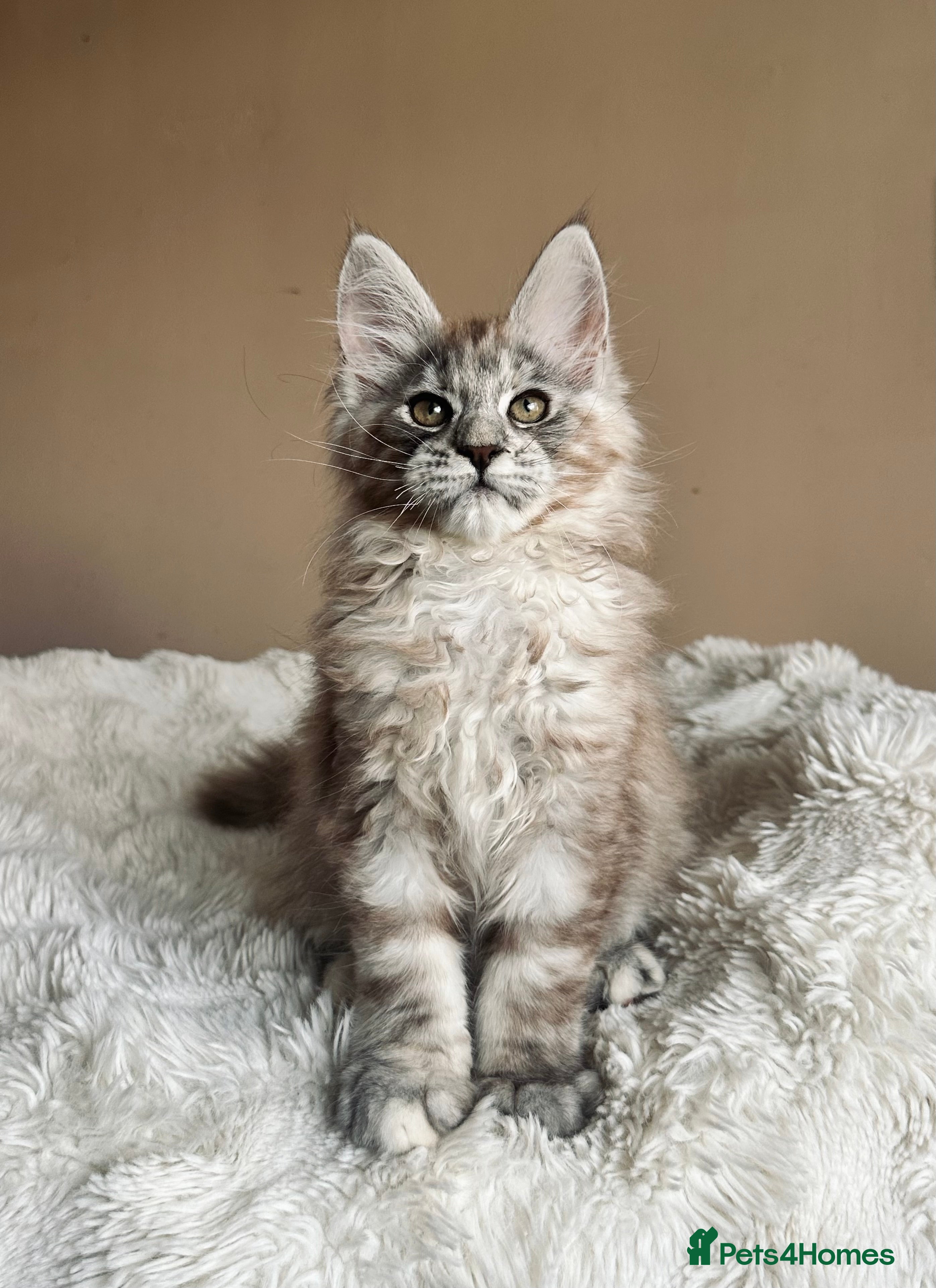 Maine Coon cats Registered maine coon kitten -  - Advert 10