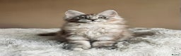 Maine Coon cats for sale: Tica Registered maine coon kitten -  - Advert 4