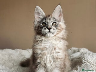Maine Coon cats Registered maine coon kitten - - Advert 1