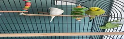 Budgerigars birds for sale: 2 Female Budgies  in Camberley - Advert 7