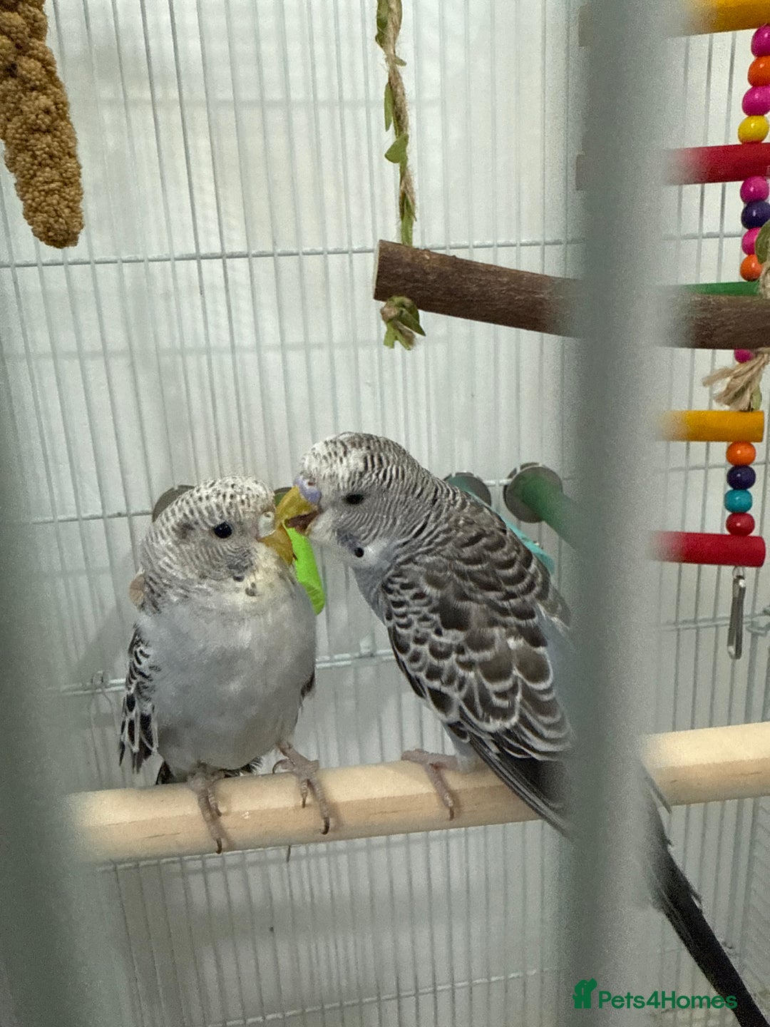 Budgerigars birds for sale: 2 baby budgies  - Image 5