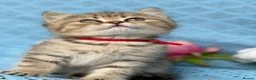British Longhair cats for sale: British Longhair golden shaded kittens TICA - Advert 28