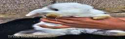 Mini Lop rabbits for sale: Mini lop rabbits in Banbury - Advert 4