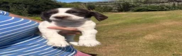 Sprocker dogs for sale: Sprocker/sprockador in Barnstaple - Advert 4