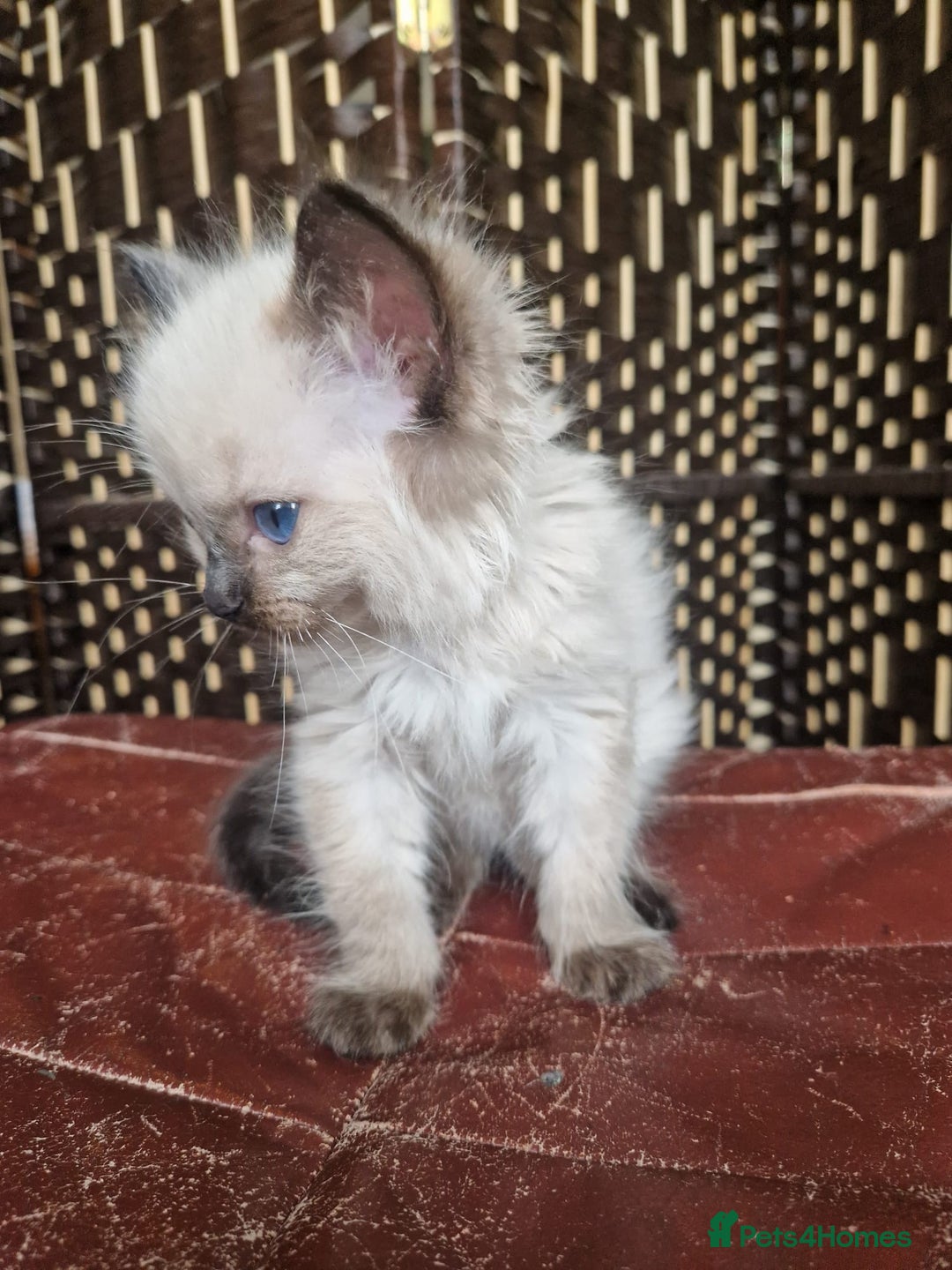 Ragdoll cats for sale: 1 sweet Ragdoll boy looks for a loving family  - Image 19