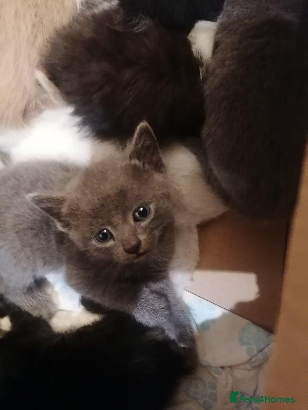 Mixed Breed cats for sale: Outstandingly gorgeous mixed kittens  - Image 5
