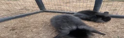 Mixed Breed rabbits for sale: Lionhead lop bunnies  - Advert 5