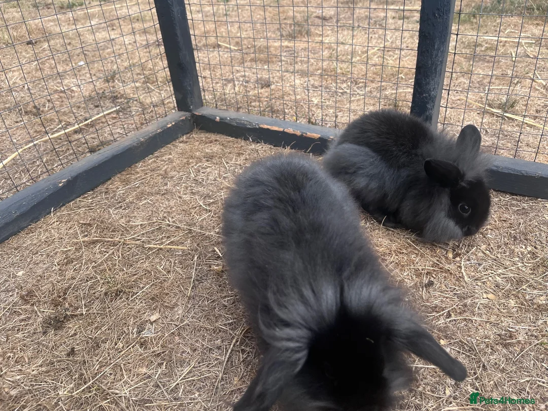 Mixed Breed rabbits for sale: Lionhead lop bunnies  - Advert 5