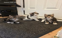 Mixed Breed cats for sale: 4 little kittens looking lovely new home.  - Image 6