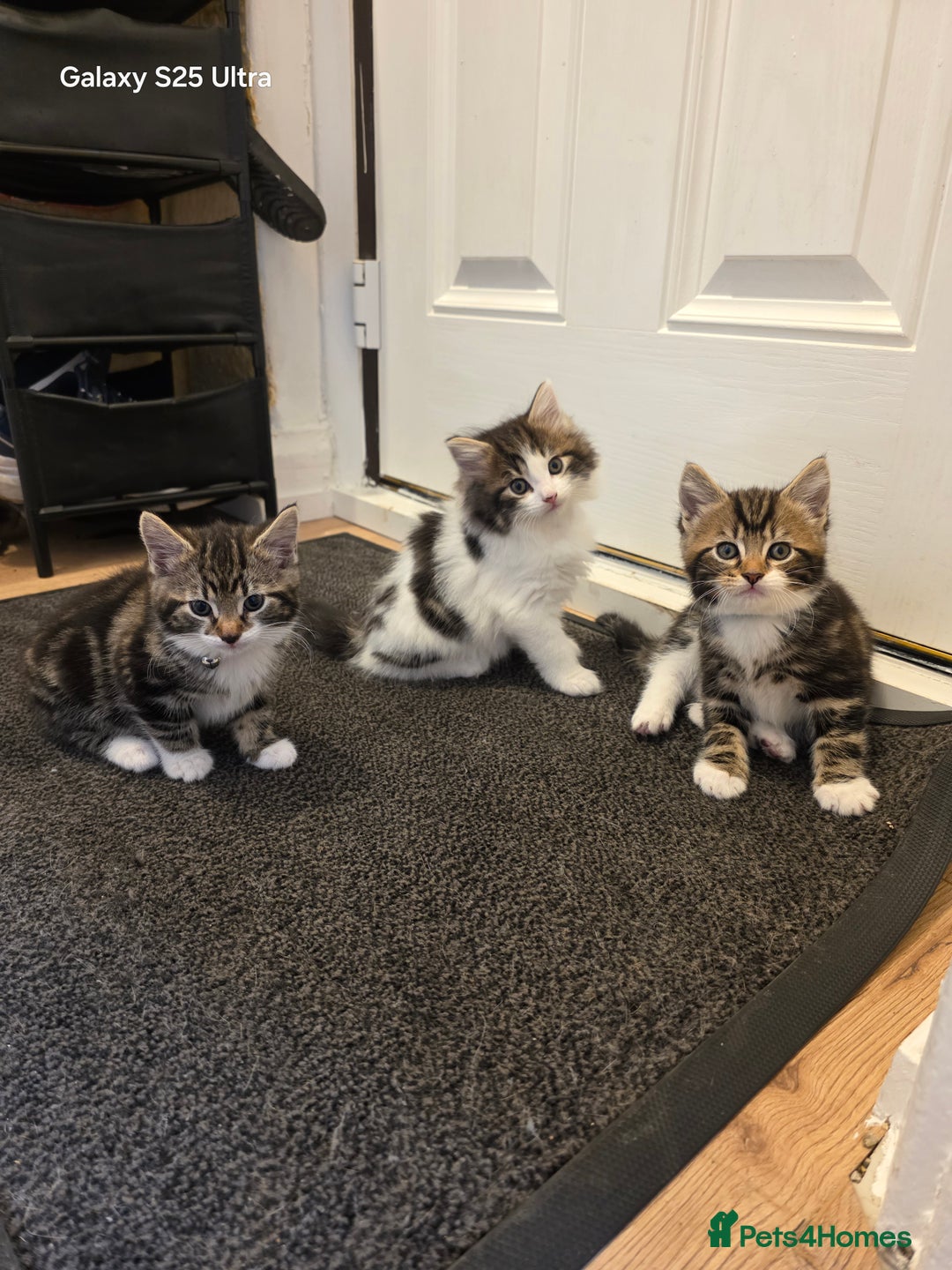 Mixed Breed cats for sale: 4 little kittens looking lovely new home.  - Image 6