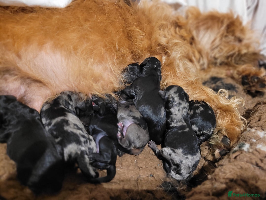 Labradoodle dogs for sale: Labradoodle puppies - Advert 20