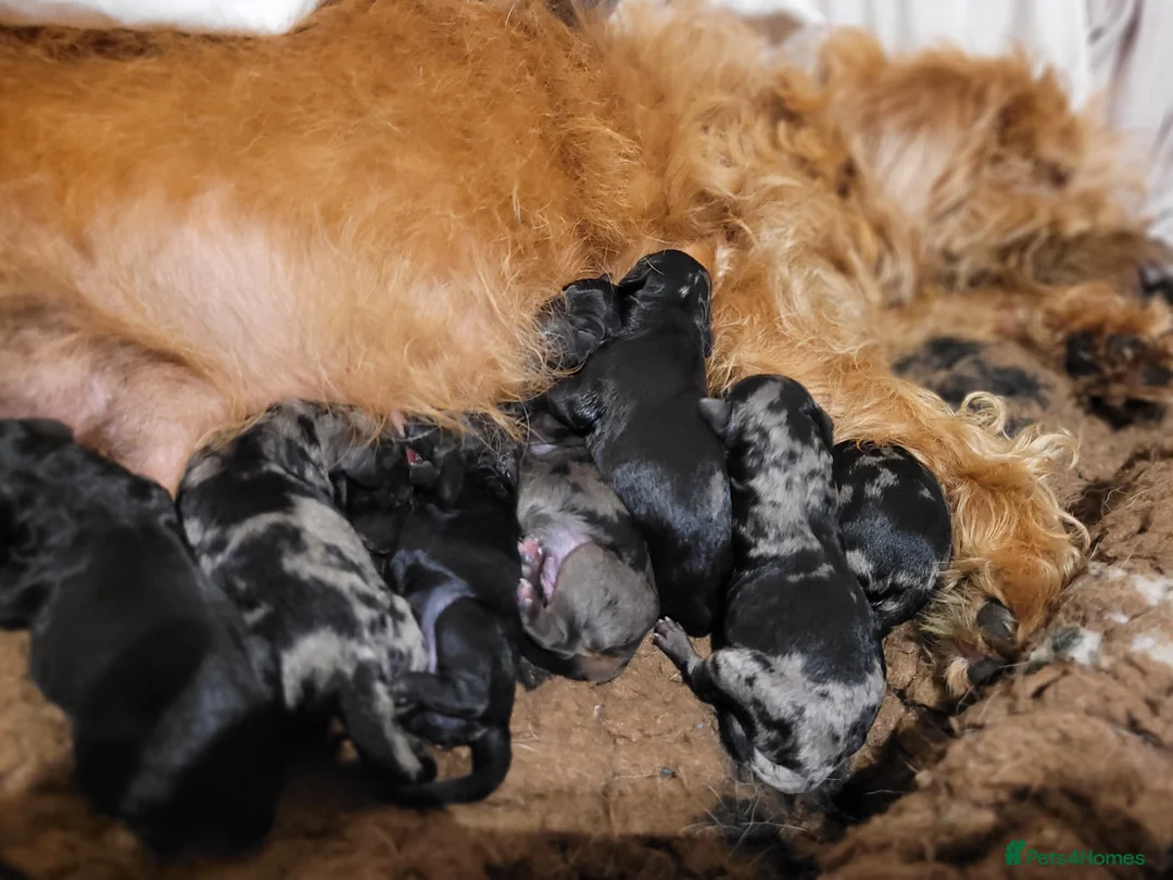 Labradoodle dogs for sale: Labradoodle puppies - Advert 9