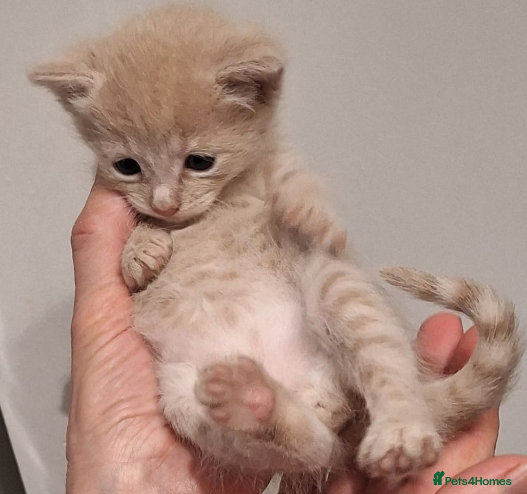 Mixed Breed cats for sale: Amazing, very beautiful kittens 3 boys, 1 girl - Advert 25