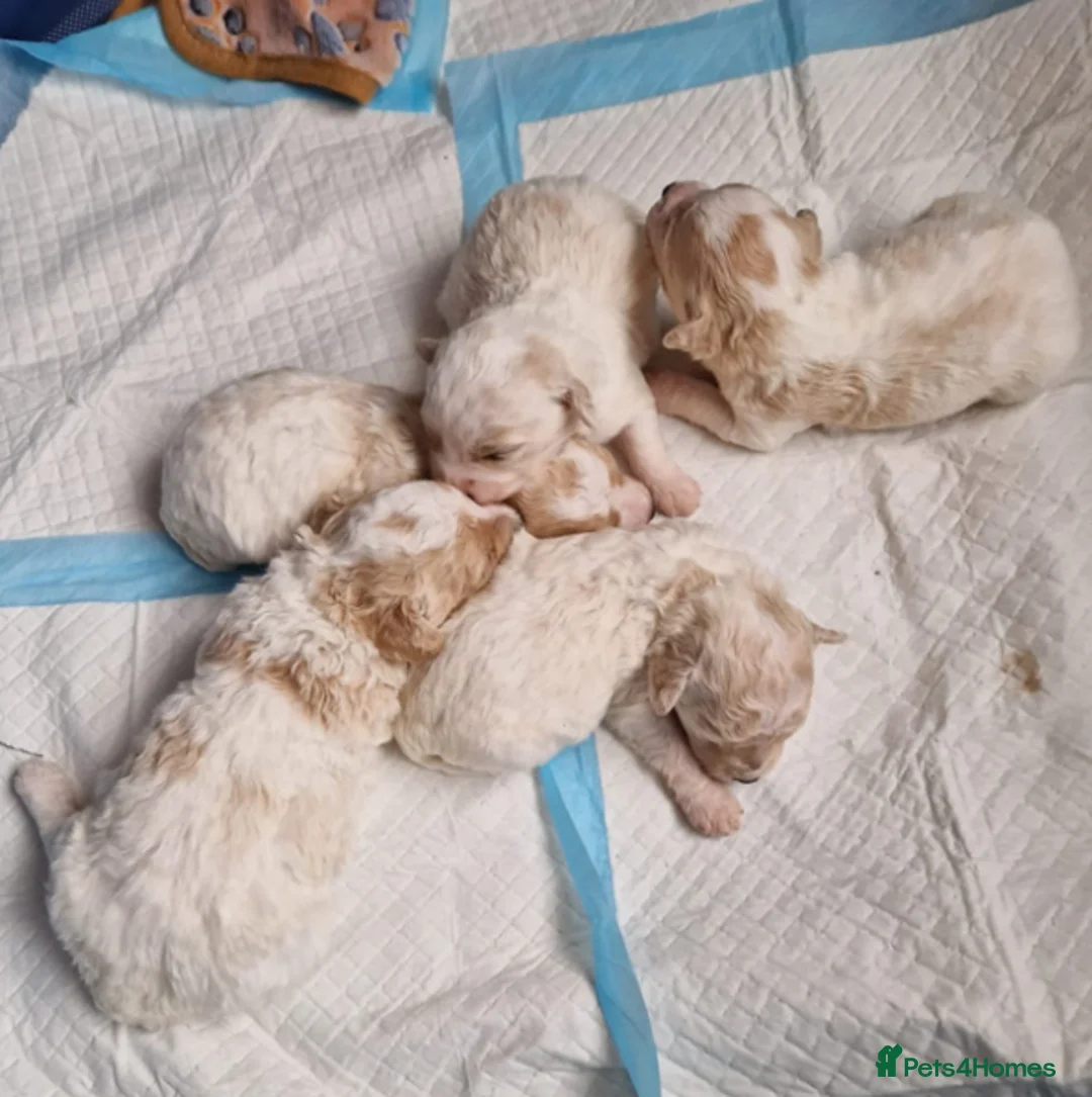 Bichon Frise dogs for stud: Bichon frise STUD He is not Forsale in Sheffield - Advert 7