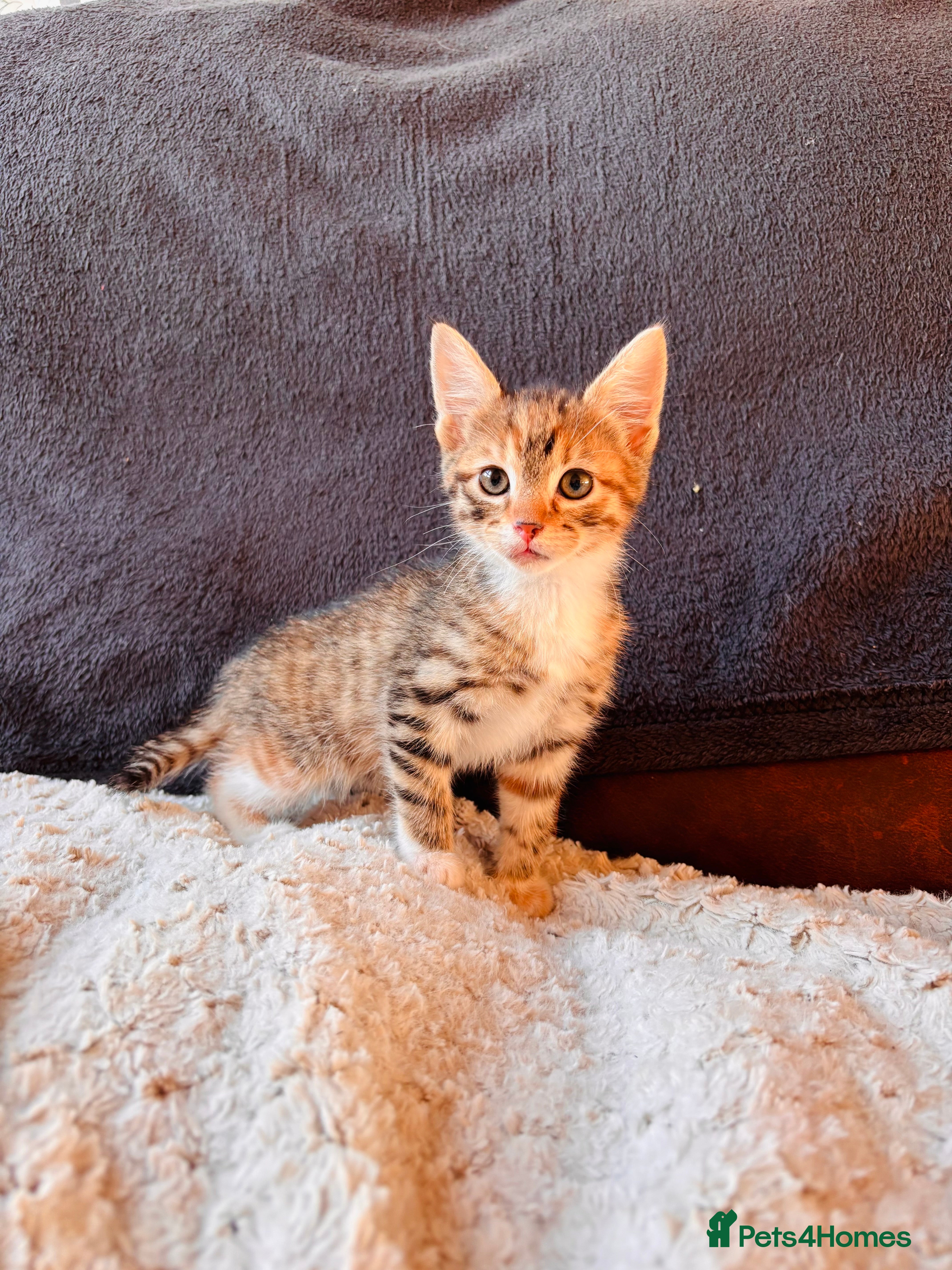 Bengal cats Bengal Mix Female - Advert 1