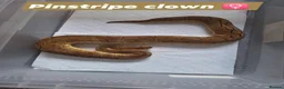 Python Snake reptiles for sale: Various royals in Bilston - Advert 11