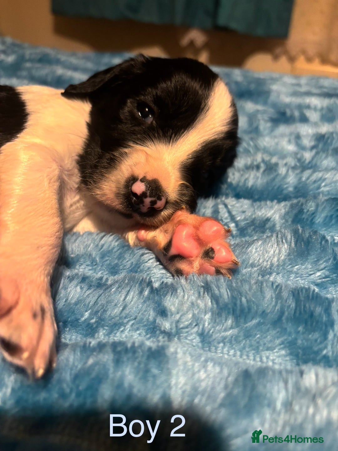 English Springer Spaniel dogs for sale: ✨ KC Registered English Springer Spaniel Puppies ✨ - Advert 35