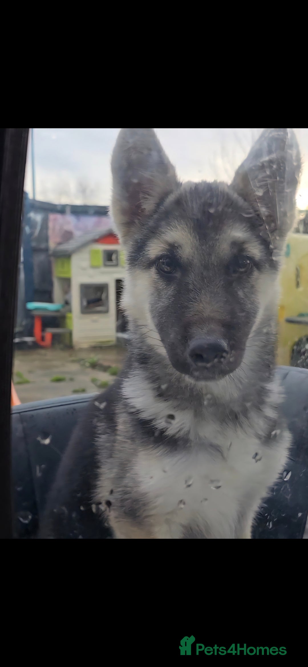 Mixed Breed dogs for sale: Female Shepkita Puppy - Advert 19