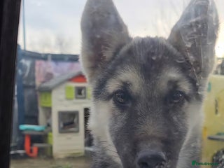 Mixed Breed dogs Female Shepkita Puppy - Advert 13