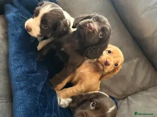 Cocker Spaniel dogs Cocker Spaniel Puppies - Advert 1