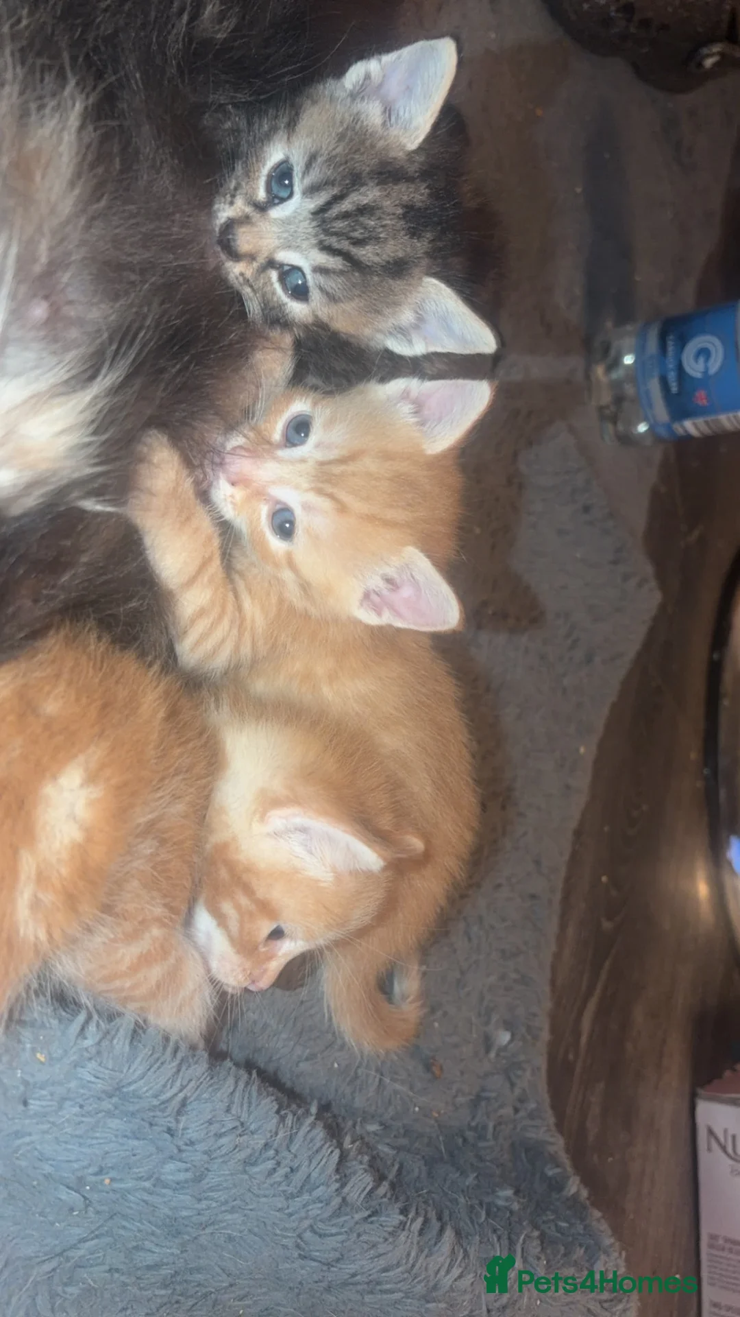 British Longhair cats for sale: Beautiful kittens  in Deeside - Advert 2