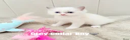 Ragdoll cats for sale: Five Beautiful Ragdoll Kittens Now Available🤍 - Advert 23