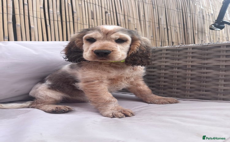 Cocker Spaniel dogs - Advert 10