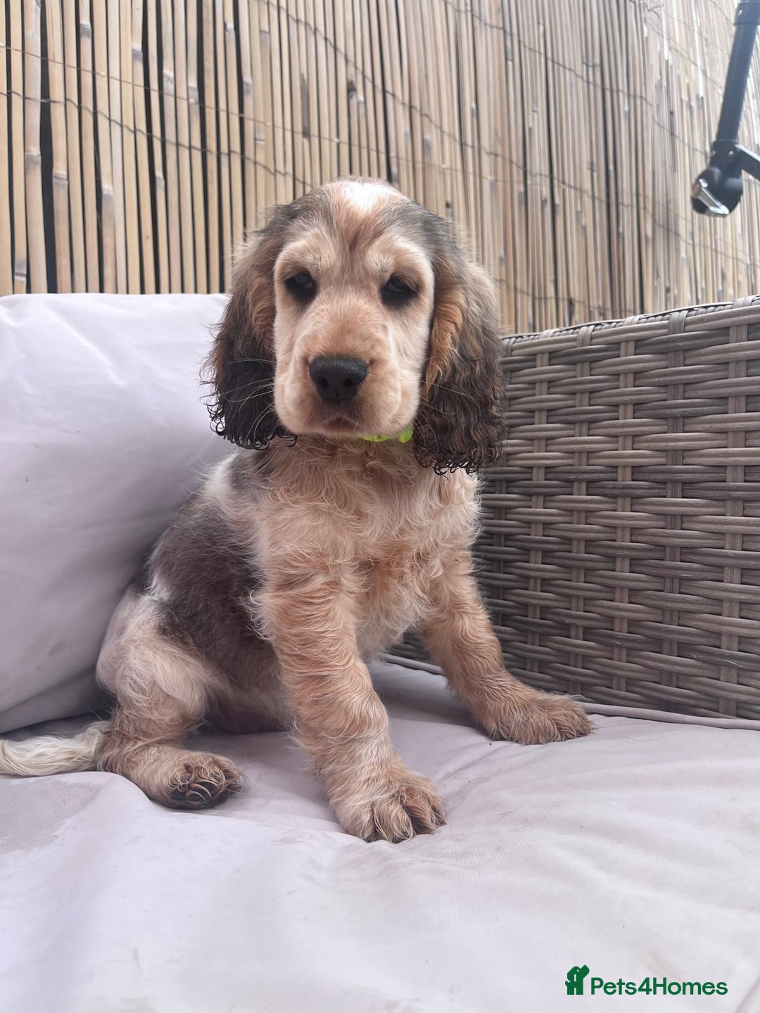 Cocker Spaniel dogs for sale: Cocker spaniel puppy - Image 1