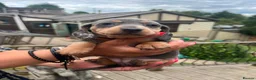 Dachshund dogs for sale: Just 2 pups left looking for there forever home - Advert 4