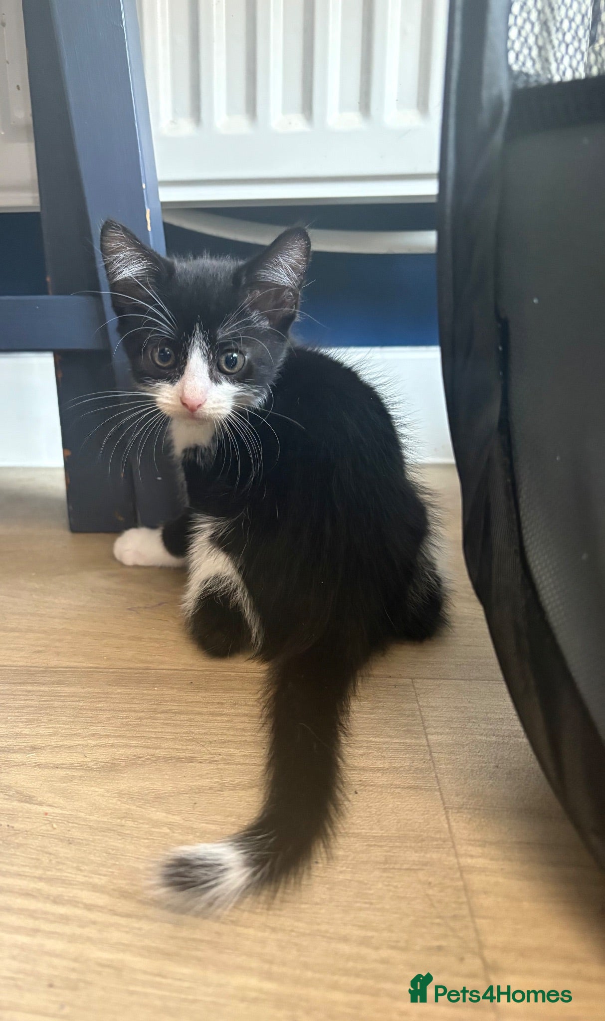 Mixed Breed cats *one kitten left* ready to leave ♥️  - Advert 19