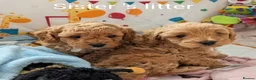 Cavapoo dogs for sale: F1B Deep Fox Red High Quality DNA Clear Puppies  - Advert 15