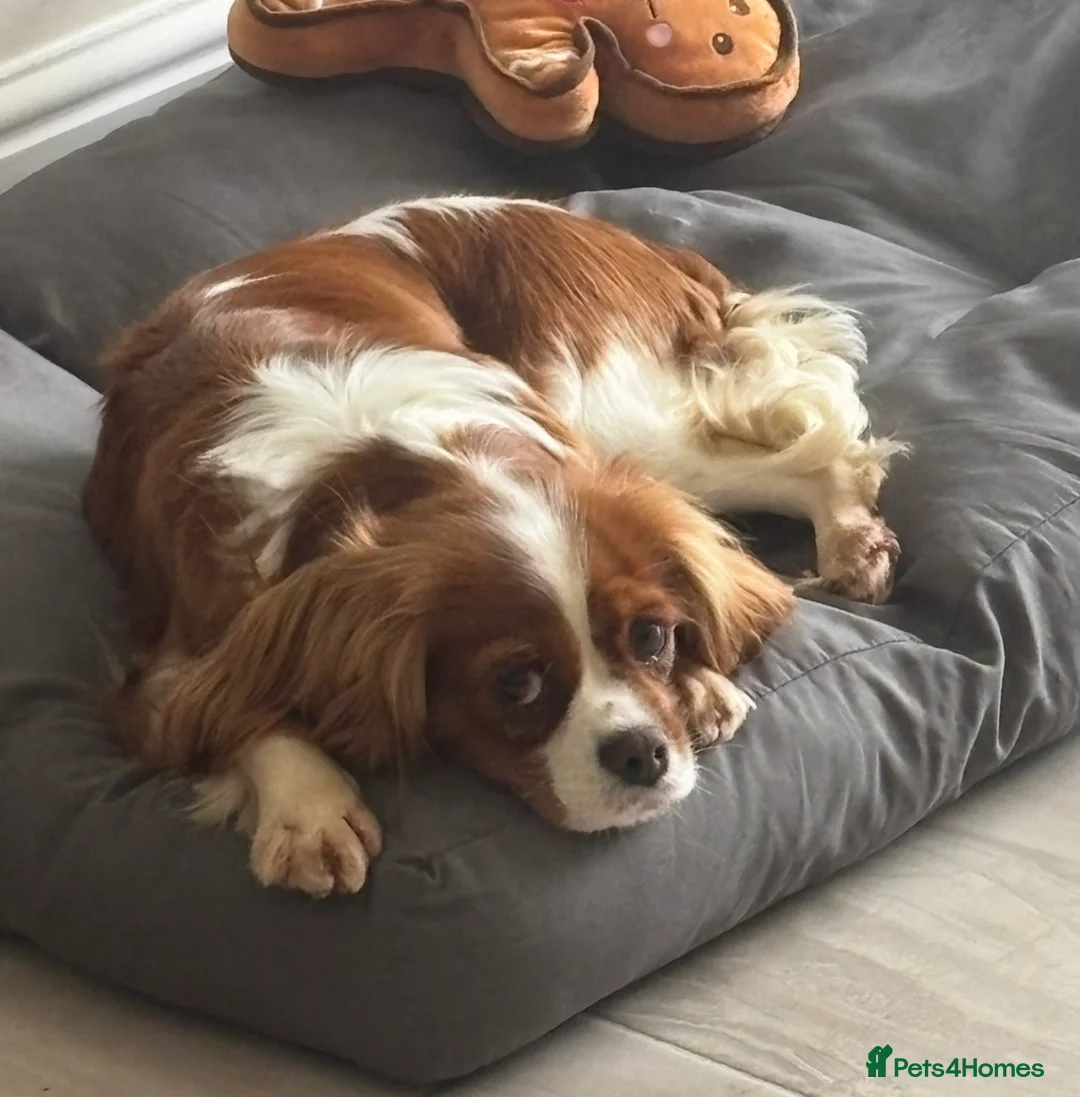 Cavalier King Charles Spaniel dogs for sale: KC reg Health tested CKCS Blenheim female - Advert 6