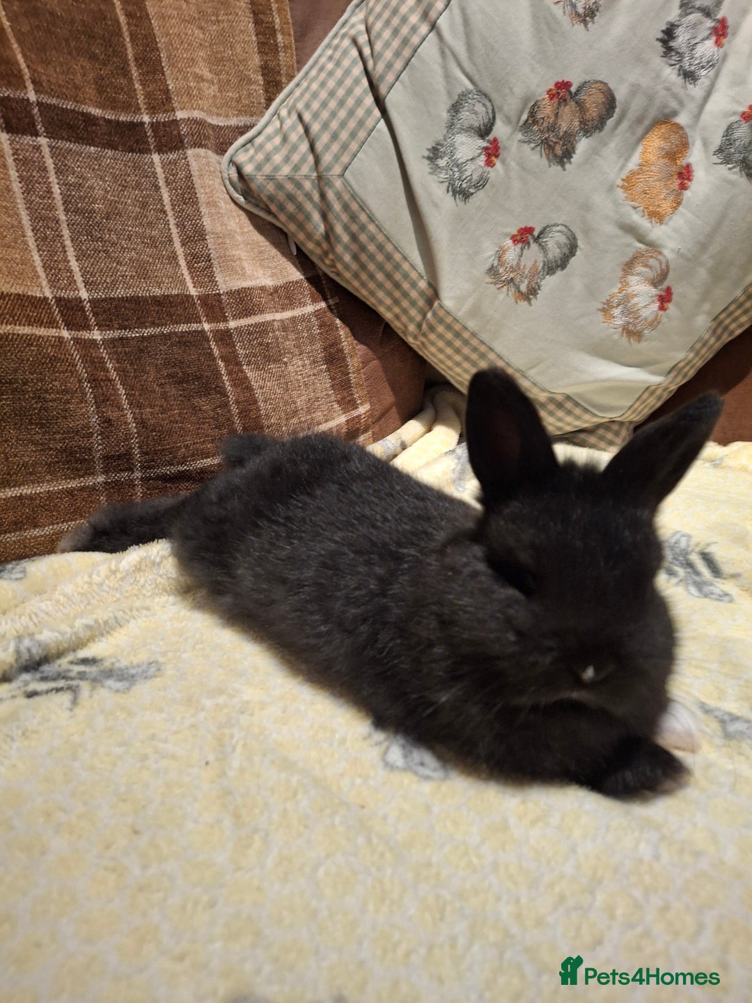 Mixed Breed rabbits for sale: Mini lop x dwarf  - Advert 3