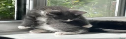 Ragdoll cats for sale: Mum Ragdoll X Dad British blu X - Advert 7