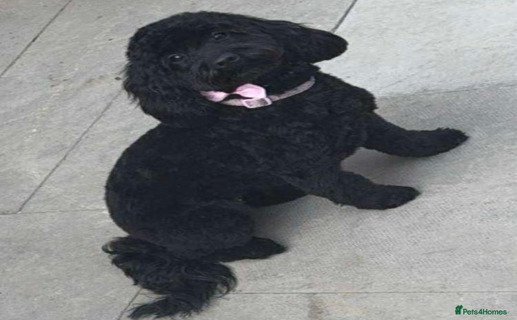 Cockapoo dogs Stunning F2 cockapoo pups  - Advert 6