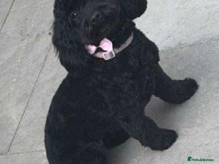 Cockapoo dogs for sale: Stunning F2 cockapoo pups - Advert 1