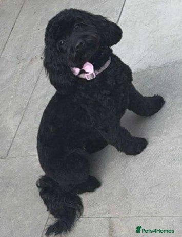 Cockapoo dogs Stunning F2 cockapoo pups - Advert 3